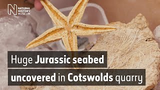 Huge Jurassic seabed uncovered in Cotswolds quarry | Natural History Museum (Audio Described)