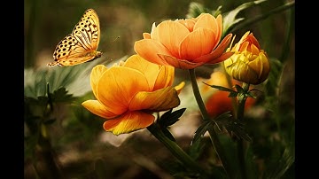 سورة ال عمران الجزء الثاني  للمقرء  الشيخ سعد الغامدي # القران الكريم