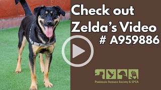 Meet Zelda - Don't miss out on this legend!