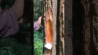 This is the process of working on a pine tree with manual tools .part 27 #shortvideo