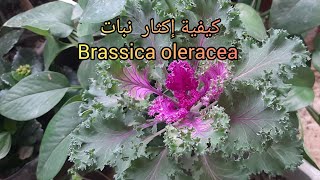 كيفية إكثار نبات ملفوف الزينة من العقلة|Brassica oleracea propagationshorts