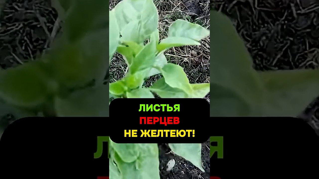 Пожелтение листьев у перца — одна ложка золы и несколько капель спасают урожай #перец #огород