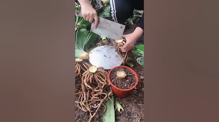養花教程：君子蘭抹頭後應該如何處理 - 天天要聞
