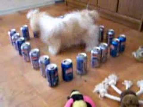 Funny Shih Tzu in the Pepsi Cans Barricade