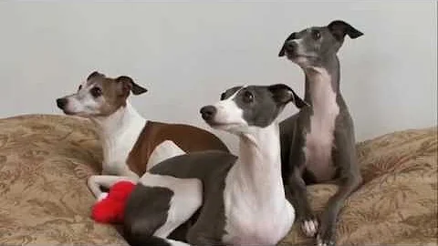 Dog Breeds - Italian Greyhound. Dogs 101 Animal Planet