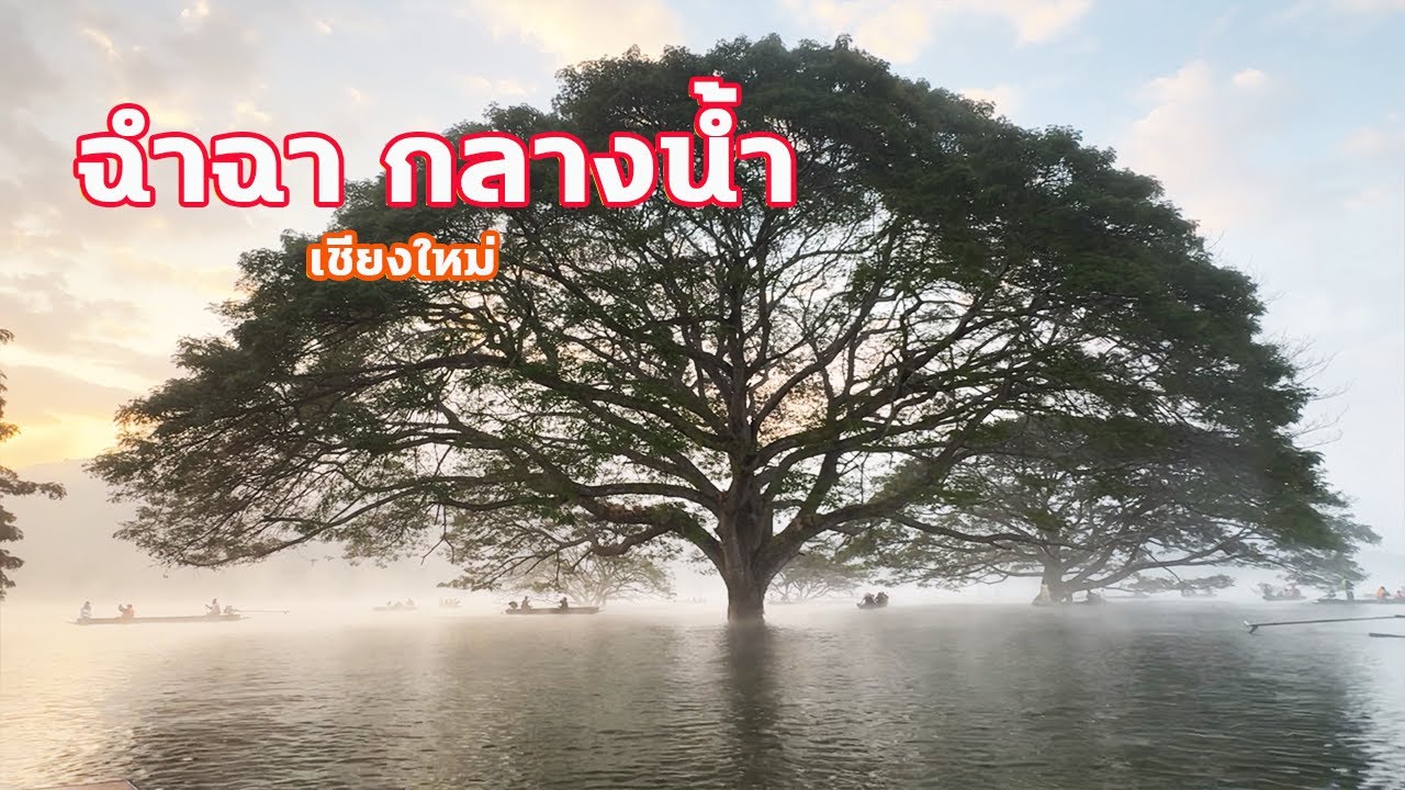 ล่องเรือดูต้นฉำฉา ยักษ์กลางน้ำ 🌿 Unseen Chiang Mai หมอกกลางน้ำ ปี 2026