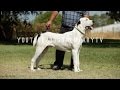 ALABAI DOGS THE GREAT CENTRAL ASIAN SHEPHERDS