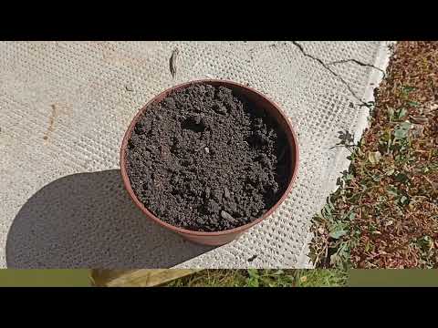 Vidéo: Planter des gousses de graines de glycine - Quand dois-je planter des graines de glycine
