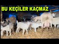 SATILIK SAANEN KEÇİLER ~ 34 KEÇİ 45 OĞLAK BU KEÇİLER KAÇMAZ