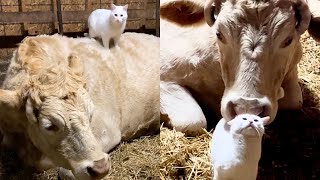 Cat Absolutely LOVES Cows And They Love Him!  | The Cat Chronicles