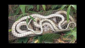 Chia sẻ mồi bẫy rắn chuẩn nhất bắt tất cả các loại rắn