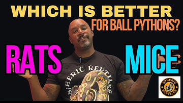 Rats or Mice. | Which is Better For Ball Pythons? | #ballpython #snake #pets
