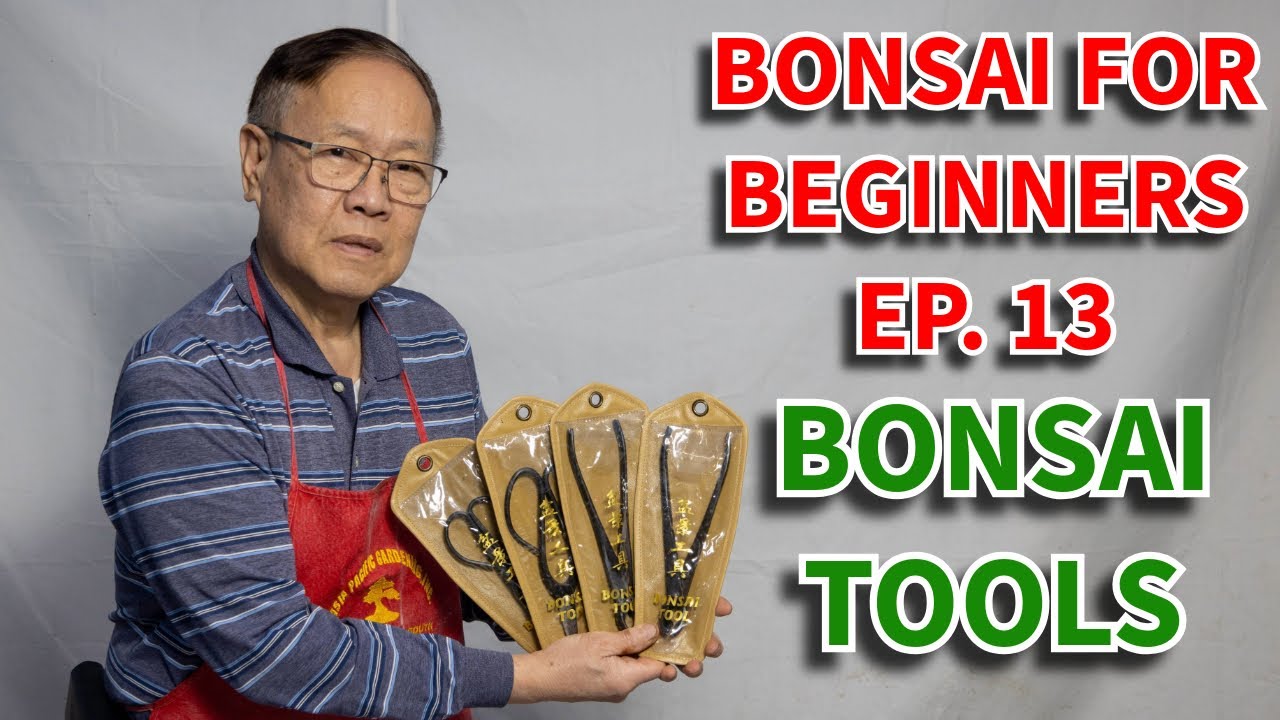 Как выбрать правильный инструмент для бонсай. Бонсай для начинающих, эпизод 13.
