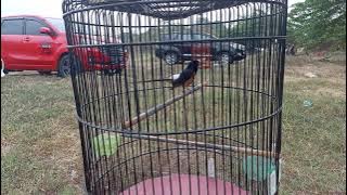 murai pastol gacor saut sautan setelah gantang