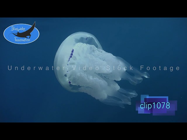 1078_Mediterranean jellyfish slow motion. 4K Underwater Royalty Free stock Footage