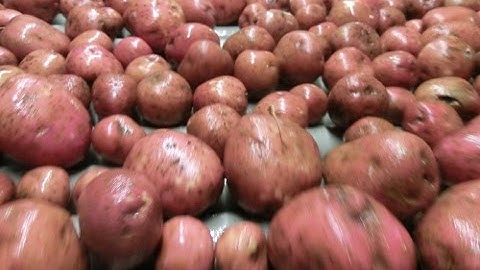 Raynbow HS optical sorter for unpeeled potatoes | Raytec Vision