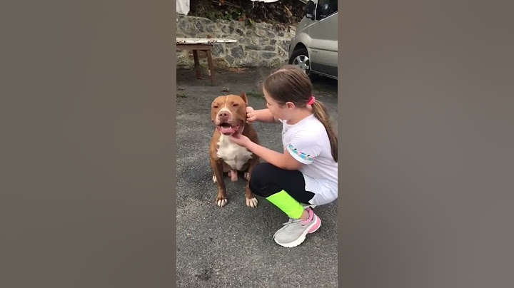 Kötü köpek yoktur, kötü sahip vardır.. 😍😍