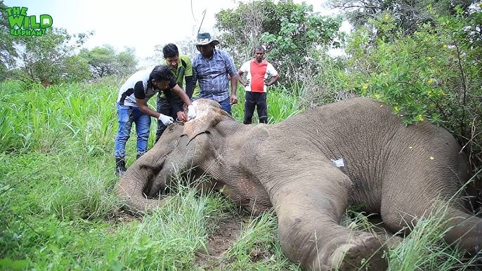The baby elephant was wounded by a jungle trap.Wildlife team to the rescue - YouTube