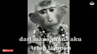 Story Wa!! Monyet 😂
