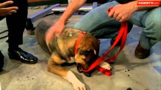 Think twice before buying pets as gifts