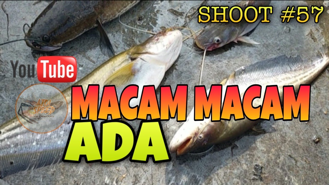 Hasil Menajur Ikan Tapah #ikantapah #baung #haruan #tajur #sungaimuar #