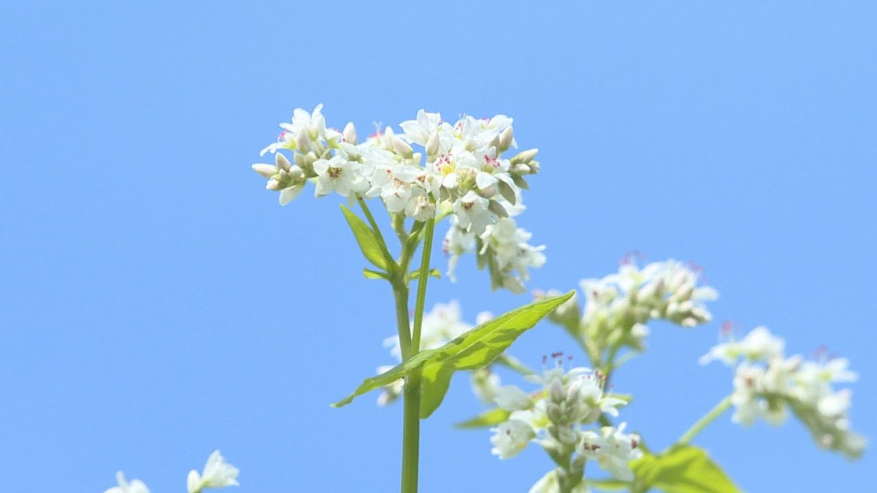 まるで桃源郷 徳島県三好市東祖谷の そばの花 が見頃です 三好市のプレスリリース