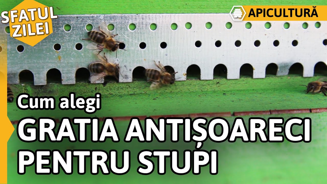 Cum alegi GRATIA ANTIȘOARECI PENTRU STUPI [Sfatul zilei]