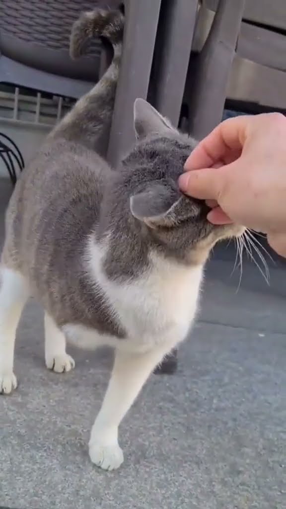 Belle maman chat avec bébé chaton
