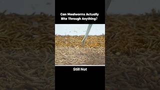 3000 Mealworms vs 2 Horsehair Worms