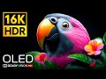 UNBELIEVABLE HDR OLED TEST 16K Video ULTRA HD Dolby Vision (4K 8K TV Demo)