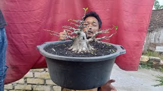 cek harga bonsai terbaru  sore ini  📲   0813-3604-7544 bersamA mas tegoh