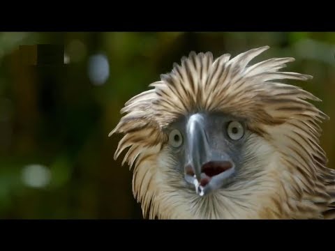 البرية الجامحة جزر الفيليبين الجامحة الجزر المسحورة