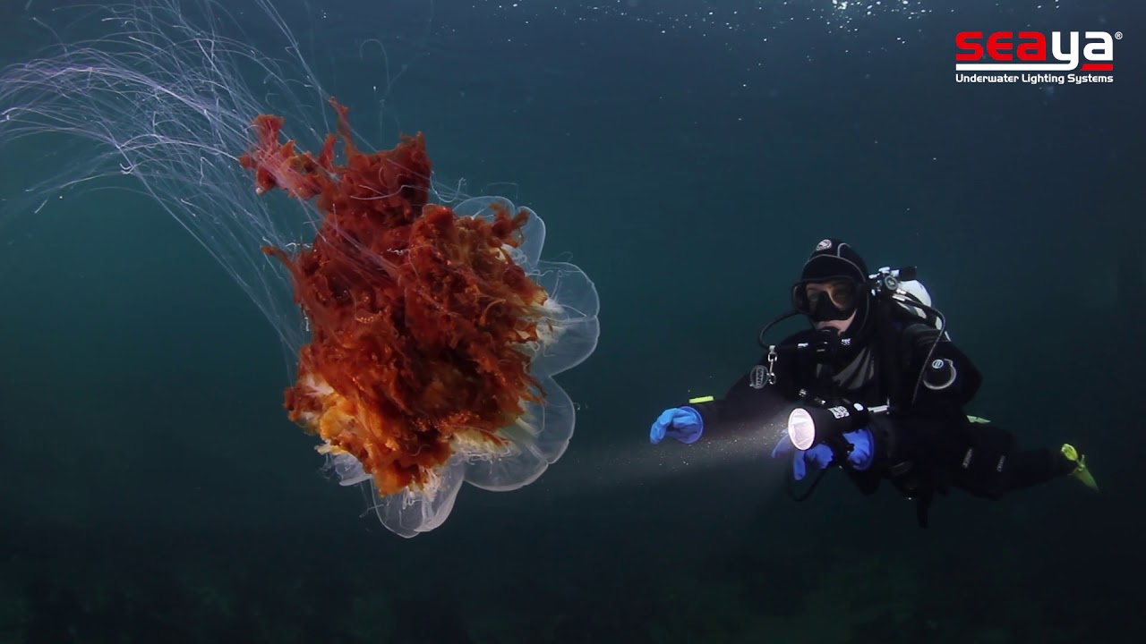 Diving light SeaYa LED 32W ZOOM