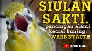 Kecial Kuning Gacor Denger Siulan Sakti‼️ | PEPADU KECIAL