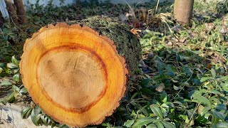 DIY Linden Wooden Barrel | Linden barrel | How to make a wooden barrel with your own hands by TM ZHENATAN 14,888 views 2 weeks ago 18 minutes