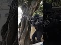 BOPE - vídeo para status