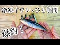 【釣果2倍】冷凍イワシは腐らせて使う〜エサ持ち&集魚効果UP加工〜