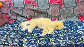 Serene Slumber: Yellow Cinderella Cat's Peaceful Rest