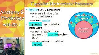 PHYL 142 | Urinary | Nephrons - Glomerular & Capsular Hydrostatic Pressures
