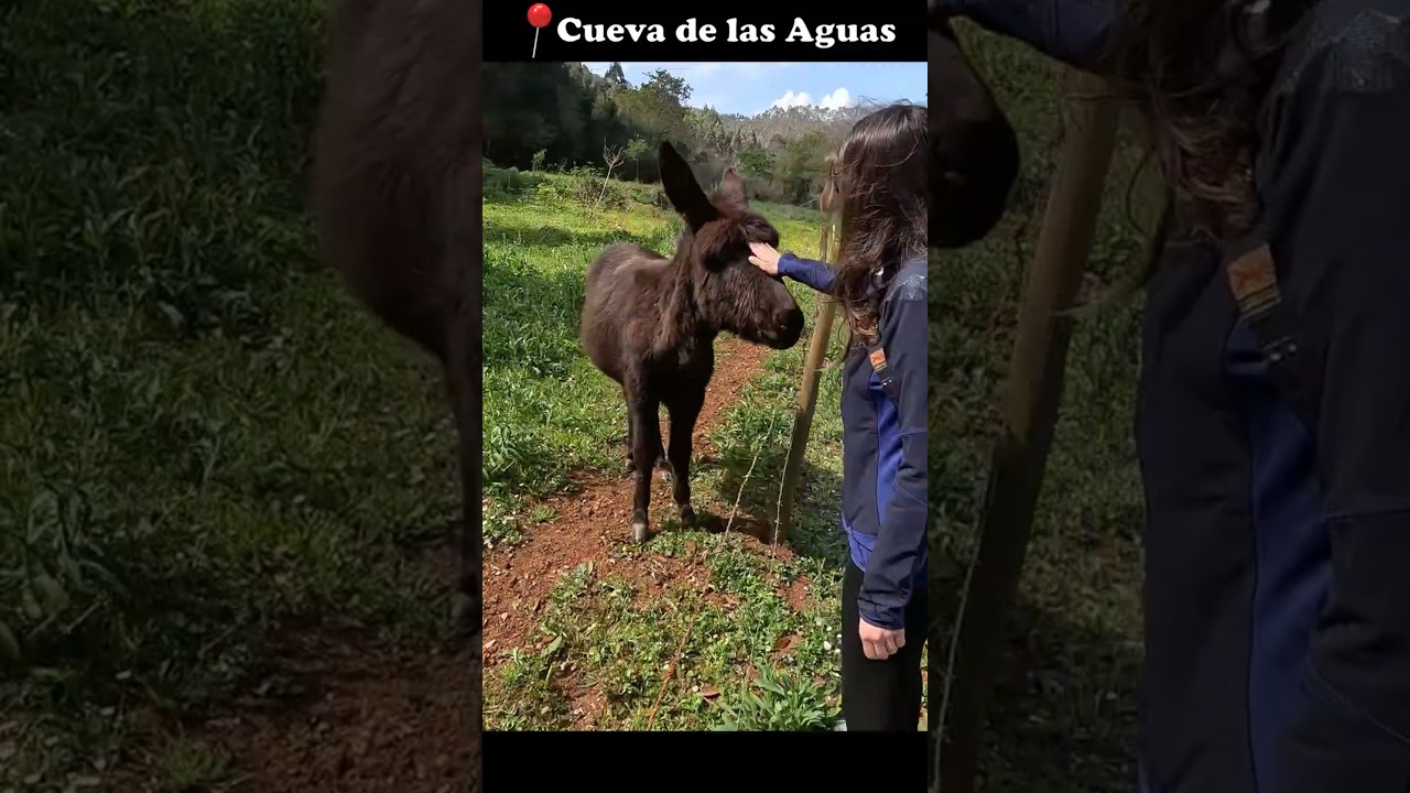 📍 [RUTA] Cueva de las Aguas de Novales [CANTABRIA] 🇪🇸 #rutas #cantabria #cueva #cuevas