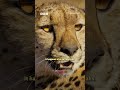 Cheetah vs vultures - BBC