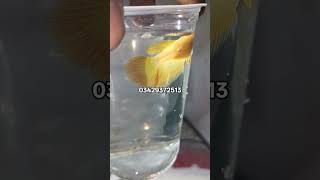 beta fish jar #aquarium #exoticaquariumfish #exoticaquariumfish #planetaquarium #fish #turtle