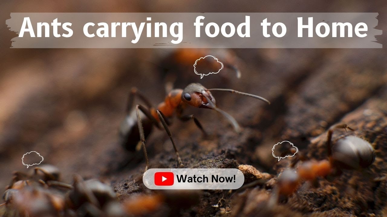 Ants Find Food - Secret Nature - Ant's Video
