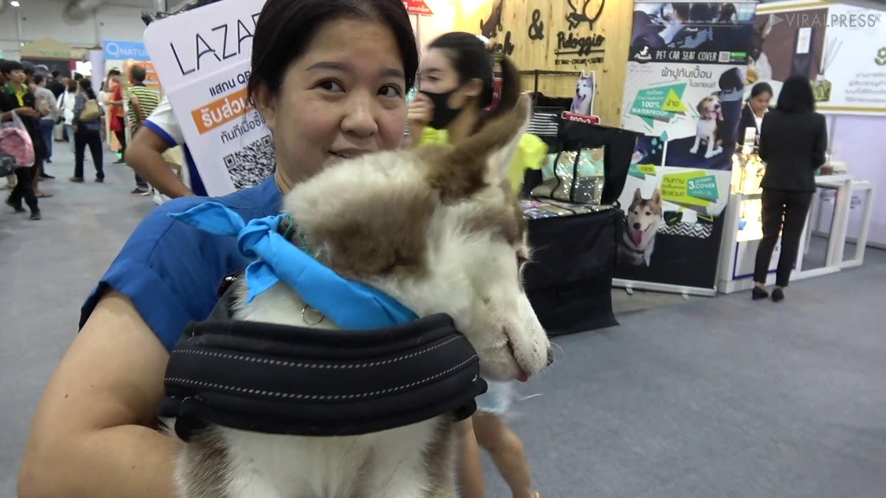 thailand newspaper Awesome Animals At Pet Show In Thailand