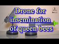 Drone for insemination of queen bees.