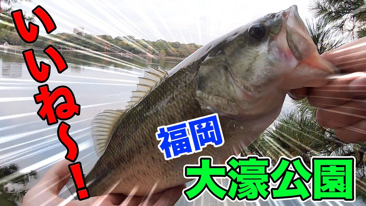 バス釣り 福岡 大濠公園で粘り勝ち はい これが有名な ブラックバス です W Youtube