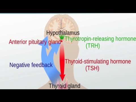 Thumbnail for the embedded element "Graves' Disease and Hashimoto's Thyroiditis"