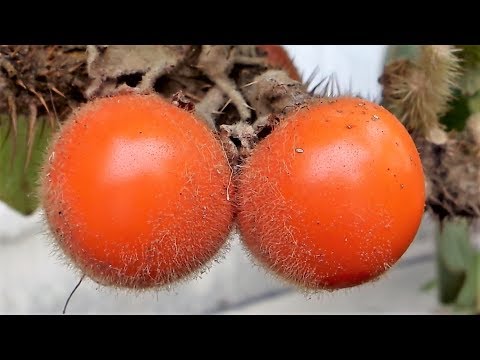 Video: Naranjilla Jeb 