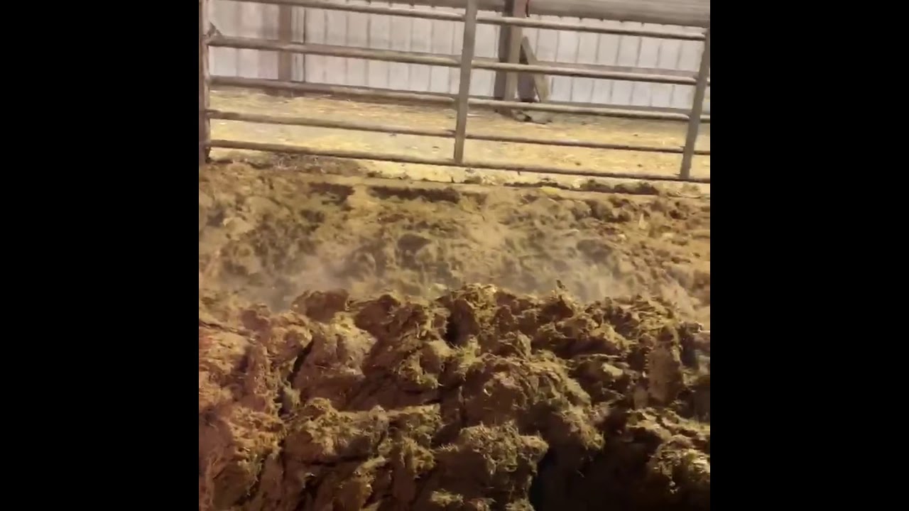 Cleaning cow barns and spreading manure YouTube