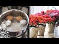 ✅  Nigdy nie wylewaj wody po ugotowaniu jajek – Możesz ją sprytnie wykorzystać!
